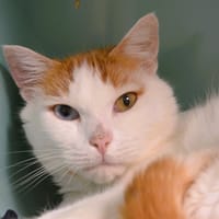 Aïden Cab4414, chat à adopter