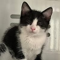 PANDA, chat à adopter