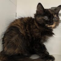 PETULA, chatte à adopter