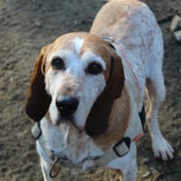 Valbert CAA13415, chien à adopter