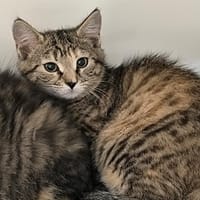 ROMY, chatte à adopter