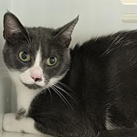 FINETTE, chatte à adopter