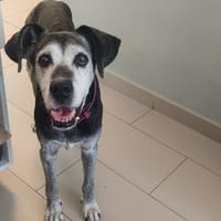 Attention, chienne à adopter