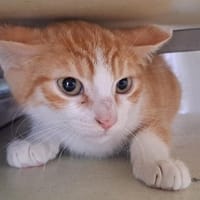 LAPIS, chat à adopter