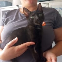 FLOKI, chat à adopter