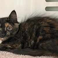 SHEILA, chatte à adopter