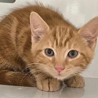 HERBERT, chat à adopter