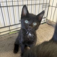 ASTON, chat à adopter