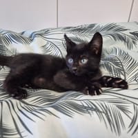 ASTON, chat à adopter