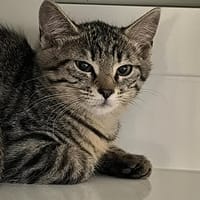 CLOVIS, chat à adopter