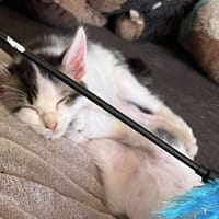 GERMIGNON, chat à adopter