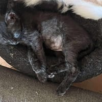 EVOLI, chatte à adopter
