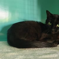 Suzon, chatte à adopter