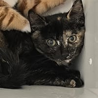 ZAZ, chatte à adopter
