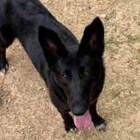 Rosette, chienne à adopter