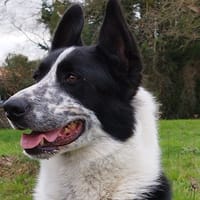 NOUKI, chien à adopter