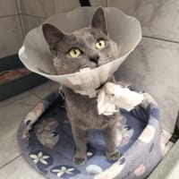 AZUKI, chat à adopter