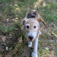 flash, chien à adopter
