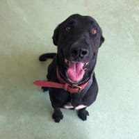 OPIE, chien à adopter
