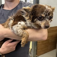 POMME VAA, chienne à adopter