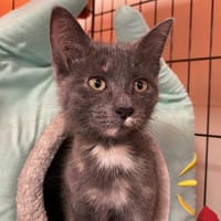 EMERAUDE, chatte à adopter