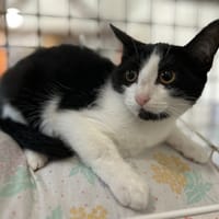 AQUARELLE, chatte à adopter