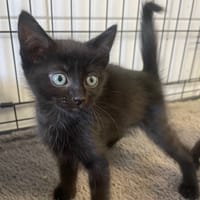 ALOA, chatte à adopter