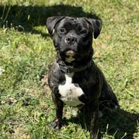 Roger CAA13768, chien à adopter