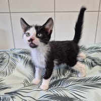 ARON, chat à adopter