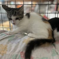 ALIX, chatte à adopter