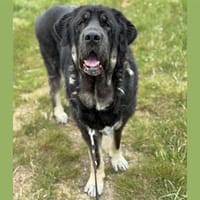 ROJA HAA24164, chienne à adopter