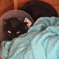Fumée, chatte à adopter