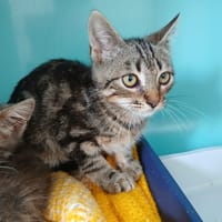 ASLAN, chat à adopter