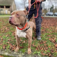 MILANOS, chien à adopter
