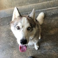 URUS, chien à adopter