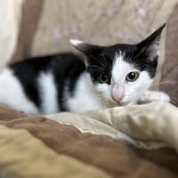ARMONY, chatte à adopter