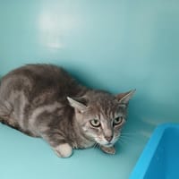 FLORA, chatte à adopter