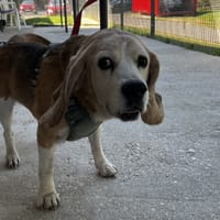 JACK VAA, chien à adopter