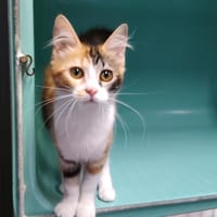 Rose, chatte à adopter