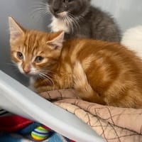 AZRAEL, chat à adopter