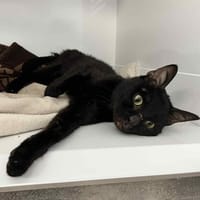SMOK, chat à adopter