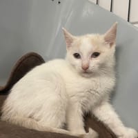 ADARA, chatte à adopter