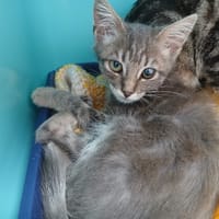 ANGUILLE, chat à adopter