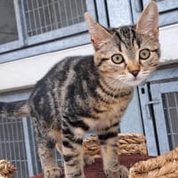 KOALA, chatte à adopter