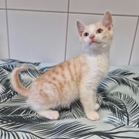 AROS, chat à adopter