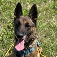 KARA VAA, chienne à adopter