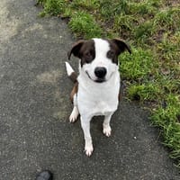 YAKO VAA24485, chien à adopter