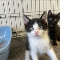 ASK, chat à adopter