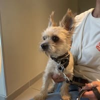 KAYA (en cours d'adoption), chien à adopter