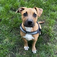 DALI VAA, chienne à adopter